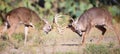 Panoramic photo of two whitetail bucks fighting