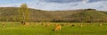 Panoramic photograph of brown cows, grazing in green meadow Royalty Free Stock Photo
