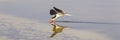 Panoramic Photograph of Caspian Tern