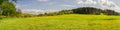 Panoramic photography of Dandelion field with Pine tree forest b