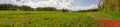 Panoramic photography of Dandelion field with Pine tree forest b Royalty Free Stock Photo