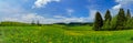 Panoramic photography of wide Dandelion field under blue sky and Royalty Free Stock Photo