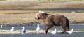 Panoramic Picture of brown bear