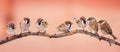 Panoramic picture Christmas beautiful little birds sitting on a