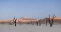 Panoramic picture of the Deadvlei salt pan in the Namib Desert with dead trees in front of red sand dunes in the morning light Royalty Free Stock Photo