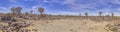 Panoramic picture of a quiver tree in the quiver tree forest near Keetmanshoop in southern Namibia Royalty Free Stock Photo