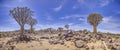 Panoramic picture of a quiver tree in the quiver tree forest near Keetmanshoop in southern Namibia Royalty Free Stock Photo