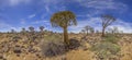 Panoramic picture of a quiver tree in the quiver tree forest near Keetmanshoop in southern Namibia Royalty Free Stock Photo