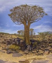 Panoramic picture of a quiver tree in the quiver tree forest near Keetmanshoop in southern Namibia Royalty Free Stock Photo