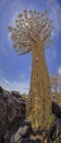 Panoramic picture of a quiver tree in the quiver tree forest near Keetmanshoop in southern Namibia Royalty Free Stock Photo