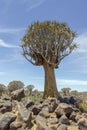 Panoramic picture of a quiver tree in the quiver tree forest near Keetmanshoop in southern Namibia Royalty Free Stock Photo