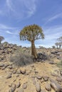 Panoramic picture of a quiver tree in the quiver tree forest near Keetmanshoop in southern Namibia Royalty Free Stock Photo