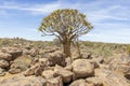 Panoramic picture of a quiver tree in the quiver tree forest near Keetmanshoop in southern Namibia Royalty Free Stock Photo