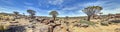 Panoramic picture of a quiver tree in the quiver tree forest near Keetmanshoop in southern Namibia Royalty Free Stock Photo