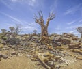 Panoramic picture of a quiver tree in the quiver tree forest near Keetmanshoop in southern Namibia Royalty Free Stock Photo