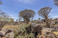 Panoramic picture of a quiver tree in the quiver tree forest near Keetmanshoop in southern Namibia Royalty Free Stock Photo