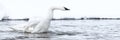 Panoramic picture of a strutting trumpeter swan