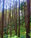Panoramic of pine tree forestlocation : Lembang, Bandung Barat Regency, West Java, Indonesia Royalty Free Stock Photo