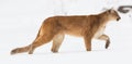 Panoramic portrait of a mountain lion