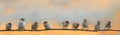 Panoramic portrait of small funny birds sparrows restlessly sitting on a tree branch in a Sunny clear Park Royalty Free Stock Photo