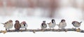 Festive panoramic postcard with many little funny birds sparrows sit in the winter garden on a branch