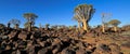 Panoramic quiver tree landscape - Namibia Royalty Free Stock Photo