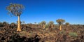 Panoramic quiver tree landscape - Namibia Royalty Free Stock Photo