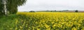 Panoramic rainy spring landscape. Flowering rape field. Brassica napus