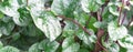 Panoramic red Malabar spinach Basella alba vines with water drop growing in the garden in Texas, USA Royalty Free Stock Photo