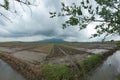 Panoramic Rice Field Views Royalty Free Stock Photo
