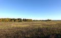 Panoramic rural autumn landscape with field and the forest on horison under clear cloudless blue sky Royalty Free Stock Photo