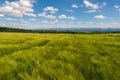 Panoramic rural landscape with idyllic vast green barley fields on hills and trails as lines leading to trees on the horizon, with Royalty Free Stock Photo