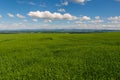 Panoramic rural landscape with idyllic vast green barley fields on hills and trails as lines leading to trees on the horizon, with Royalty Free Stock Photo