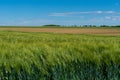 Panoramic rural landscape with idyllic vast green barley fields on hills and trails as lines leading to trees on the horizon, with Royalty Free Stock Photo