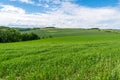 Panoramic rural landscape with idyllic vast green barley fields on hills and trails as lines leading to trees on the horizon, with Royalty Free Stock Photo