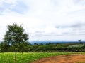 Panoramic rural summer landscape with road, field and forest. Summer day, blue sky with white clouds. Country lane. Panorama. Royalty Free Stock Photo