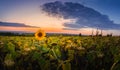 Panoramic scene of sunflower field over sunset sky background. Single late, yellow flowering plant among the crop of sunflower