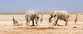 Panoramic scene of two African Bull Elephants with a small herd of Giraffe in the background on the dry Etosha plains Royalty Free Stock Photo