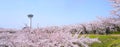 Panoramic Scenic view of Goryokaku Tower in spring season with Cherry blossom blooming.