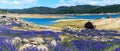 Panoramic scenic view. Purple fields of wildflower lupines super bloom