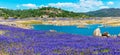 Panoramic scenic view. Purple fields of wildflower lupines super bloom