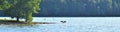 Panoramic Shoreline Percy Priest Lake with Great Blue Heron 1