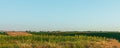 Panoramic shot of a beautiful landscape with a sunflower field on a sunny day Royalty Free Stock Photo