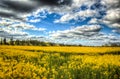 Panoramic shot of a field full of yellow flowers on a cloudy day background Royalty Free Stock Photo