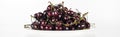 Panoramic shot of fresh, sweet, red and ripe cherries on white plate. Royalty Free Stock Photo