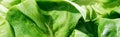 Panoramic shot of green fresh lettuce leaves with water drops. Royalty Free Stock Photo