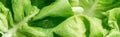 Panoramic shot of green fresh organic lettuce leaves with water drops. Royalty Free Stock Photo