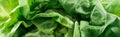 Panoramic shot of green wet fresh organic lettuce leaves with drops. Royalty Free Stock Photo