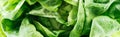 Panoramic shot of green wet fresh organic lettuce leaves with drops. Royalty Free Stock Photo