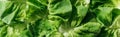 Panoramic shot of green wet fresh organic lettuce leaves with water drops. Royalty Free Stock Photo